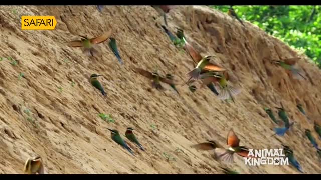 A flock of colorful bee-eaters bursts from a sandy embankment, their wings flashing in the sunlight. They swoop and dive, a flurry of green, blue, and brown against the textured earth, a scene from India, captured on Safari TV.
A flock of colorful bee-eaters bursts from a sandy embankment, their wings flashing in the sunlight. They swoop and dive, a flurry of green, blue, and brown against the textured earth, a scene from India, captured on Safari TV.