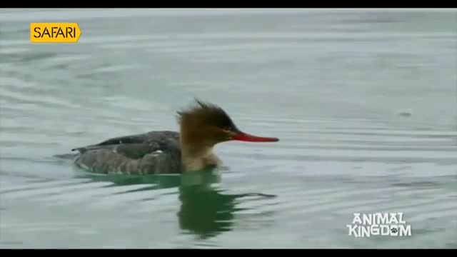 A duck with a reddish beak and a spiky head crest glides across the water. The bird's reflection shimmers beneath it, a dark echo in the calm surface.
A duck with a reddish beak and a spiky head crest glides across the water. The bird's reflection shimmers beneath it, a dark echo in the calm surface.