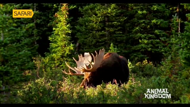 A large moose with impressive antlers browses in the undergrowth, its dark body partially obscured by the dense forest. The scene is likely from a Safari TV show, as indicated by the logo.

