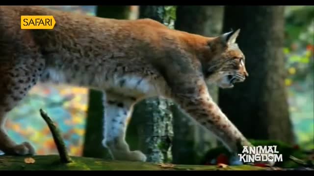 A lynx, its mottled fur blending with the forest, strides purposefully across a fallen log. Its eyes are fixed on something just out of sight, a glimpse of the hunt captured on Safari TV.
