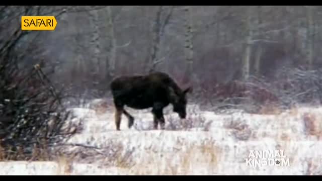 A dark moose ambles through the snowy field, its head lowered as it grazes. The Safari TV logo is visible in the corner, suggesting this scene is part of a nature documentary.
A dark moose ambles through the snowy field, its head lowered as it grazes. The Safari TV logo is visible in the corner, suggesting this scene is part of a nature documentary.