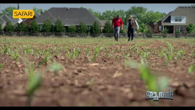 Two men walk side-by-side through a field of young crops, the camera following them from a low angle. The Safari TV logo is visible in the corner, suggesting a documentary from India.
Two men walk side-by-side through a field of young crops, the camera following them from a low angle. The Safari TV logo is visible in the corner, suggesting a documentary from India.