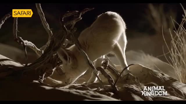 A pale fox, its ears perked, sniffs intently at the dry earth near a gnarled branch. The Animal Kingdom logo appears as the creature continues its search.