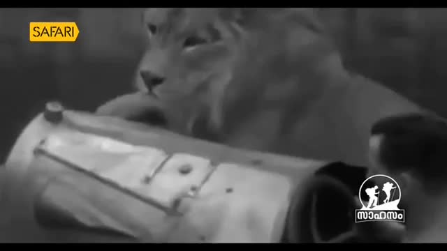 A lion's head looms over a camera rig, its gaze fixed on the lens. The "Safari" logo flashes in the corner, a reminder of the wild encounter being captured for television. A lion's head looms over a camera rig, its gaze fixed on the lens. The "Safari" logo flashes in the corner, a reminder of the wild encounter being captured for television.