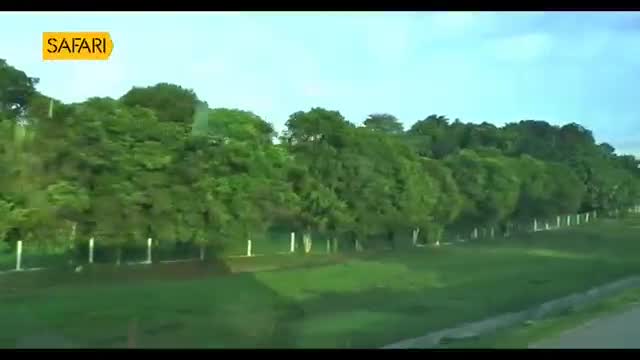 A line of tall, lush green trees borders a manicured lawn. White posts stand at intervals along the edge of the grass, marking a clear boundary. A line of tall, lush green trees borders a manicured lawn. White posts stand at intervals along the edge of the grass, marking a clear boundary.