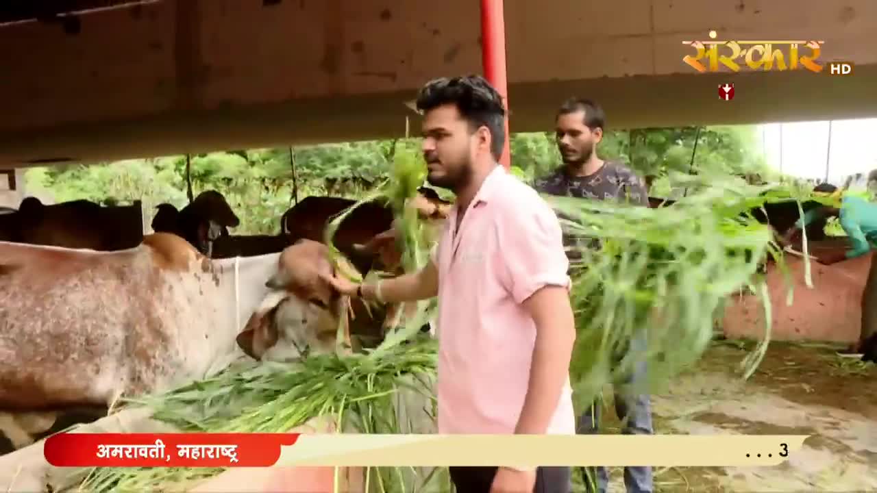 A man in a pink shirt is offering a cow a handful of green grass. Behind him, another man is also handling the fresh feed, as cows eat from the trough.
A man in a pink shirt is offering a cow a handful of green grass. Behind him, another man is also handling the fresh feed, as cows eat from the trough.