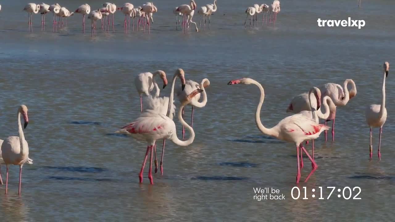 Flamingos with curved necks stand in shallow water, some preening their feathers.  A few birds are clustered together, while others stand alone, their pink legs reflected in the water.
