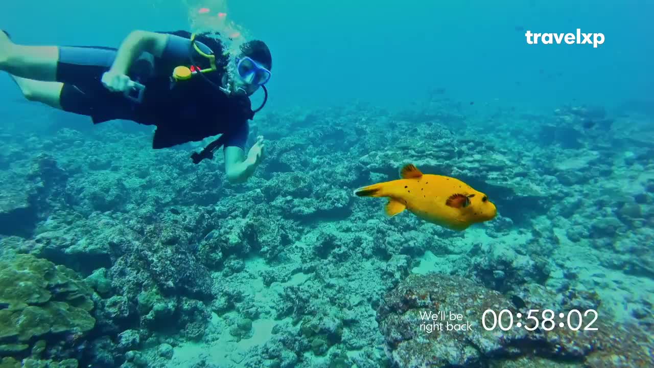 A scuba diver, wearing a mask and tank, glides through the water. A bright yellow pufferfish with dark spots swims nearby, its body rounded.
