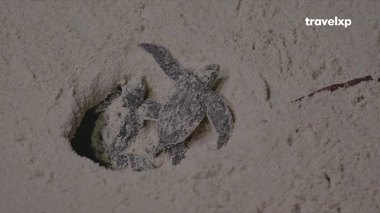 Tiny turtles, covered in sand, are emerging from a hole in the beach. They're pushing their way out, ready to begin their journey.
