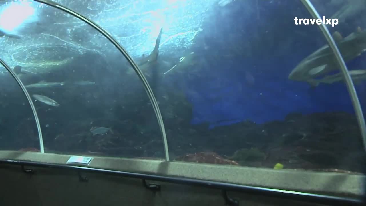 Through the curved glass tunnel, several fish swim in the deep blue water. A large shark glides past, its silhouette visible against the water's surface.
