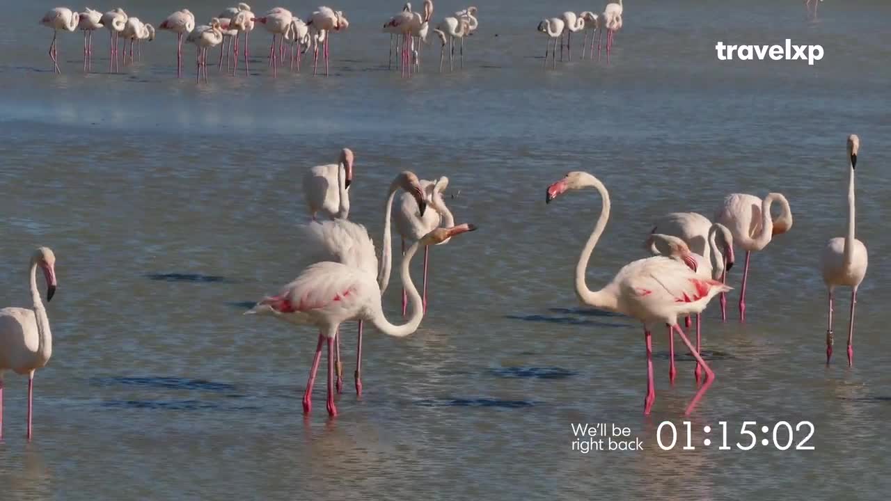 Flamingos wade in the shallow water, their pink legs and curved necks standing out against the pale blue. Some are preening while others seem to be chatting, their heads close together.
