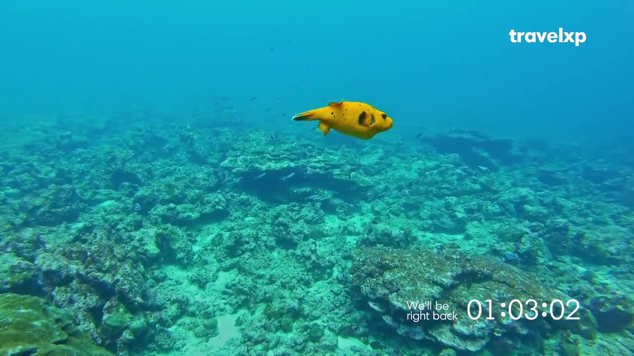 A bright yellow fish with black spots glides through the clear water. The coral reef below is a mix of green and brown, and the Travelxp logo sits in the corner.

