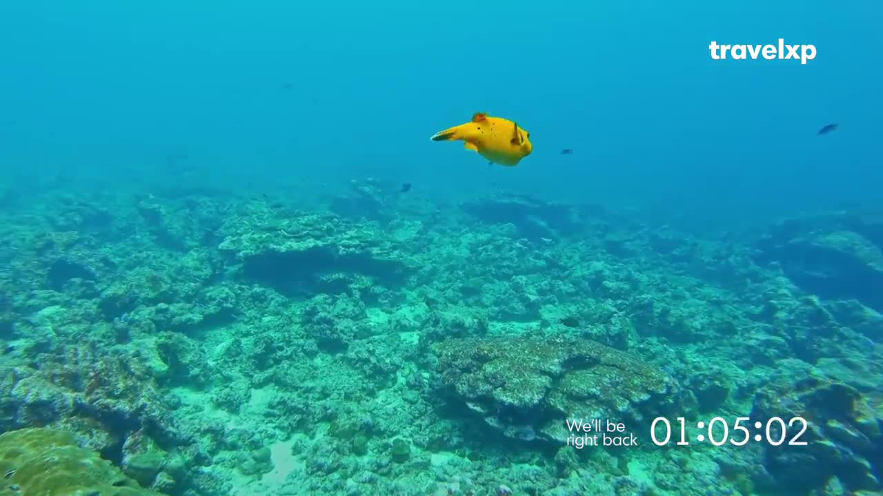 A bright yellow fish, rounded like a ball, drifts through the blue water. Below, the ocean floor is a textured landscape of coral and rock.
