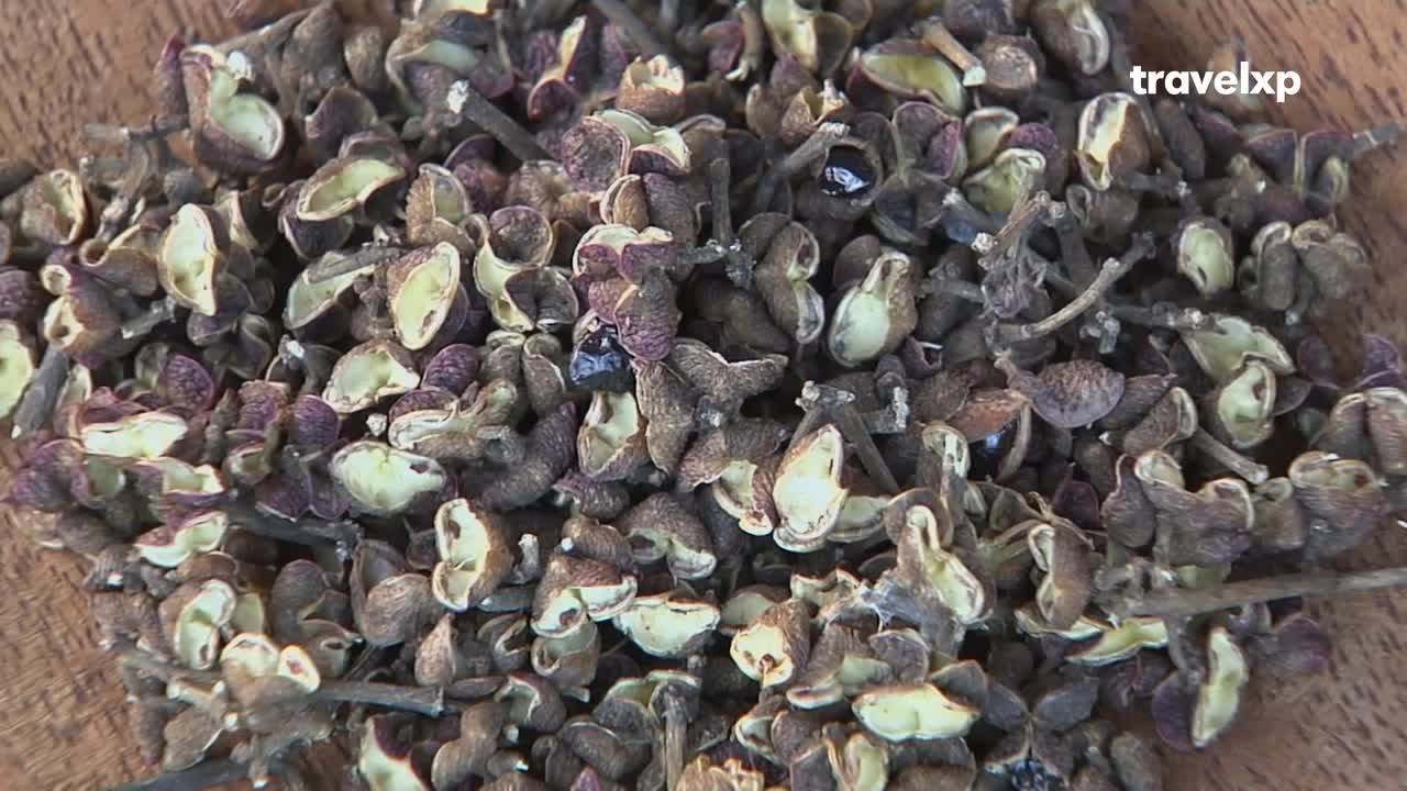 A pile of dried, open seed pods fills the frame, their dark purple skins contrasting with the pale yellow interiors. The Travelxp logo is visible in the top right corner.
