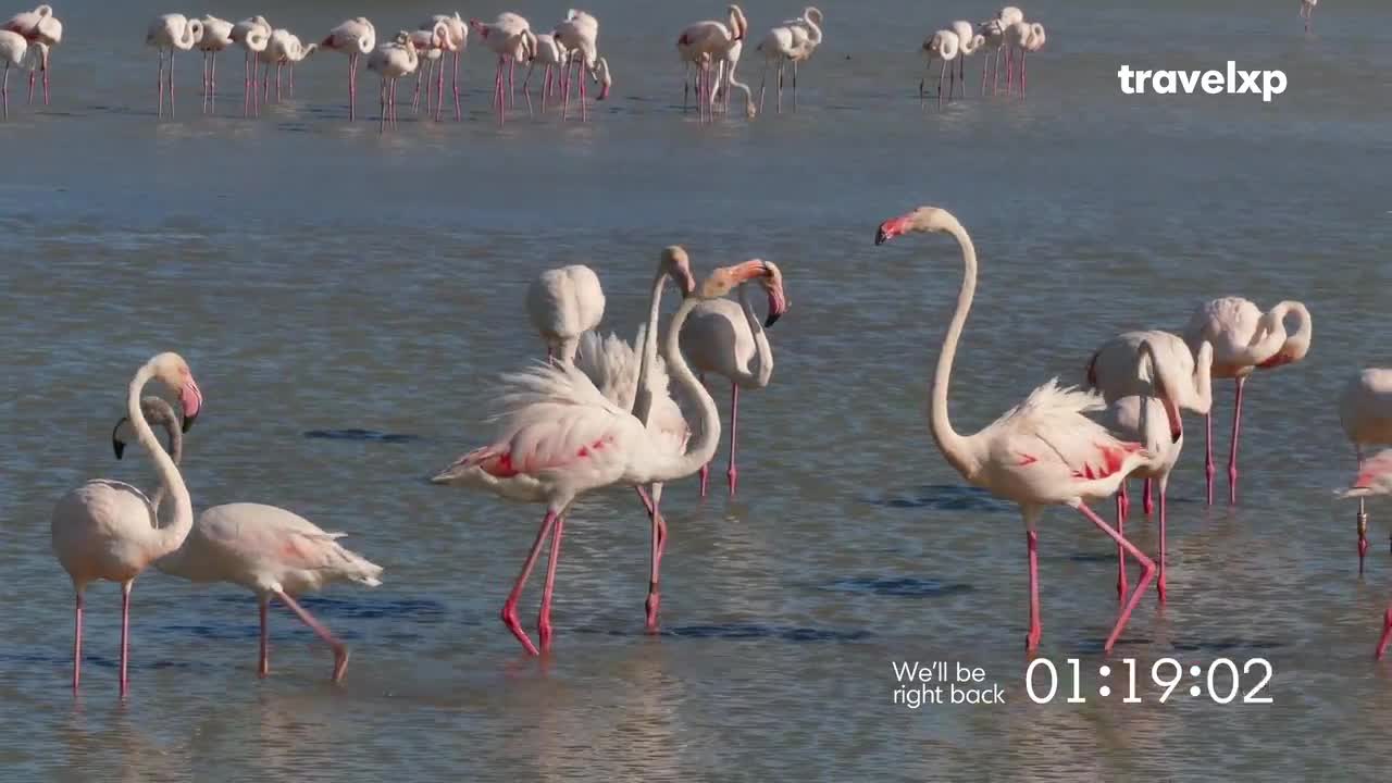 Pink flamingos wade in the shallow water, their long necks curved gracefully. Some are preening while others are slowly walking, their slender legs leaving ripples in the water.
