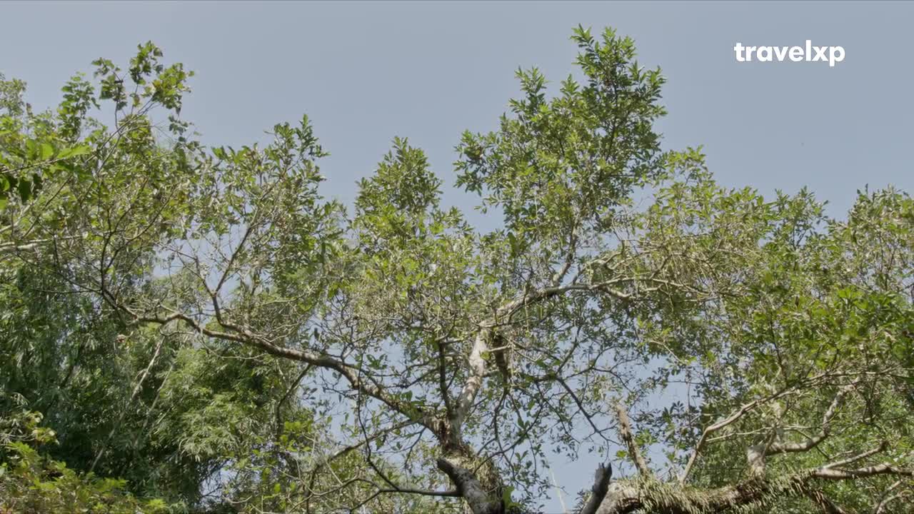A monkey clings to a branch high in a tree, its fur blending with the leaves. The dappled sunlight filters through the dense canopy, hinting at the lush landscape of India. A monkey clings to a branch high in a tree, its fur blending with the leaves. The dappled sunlight filters through the dense canopy, hinting at the lush landscape of India.