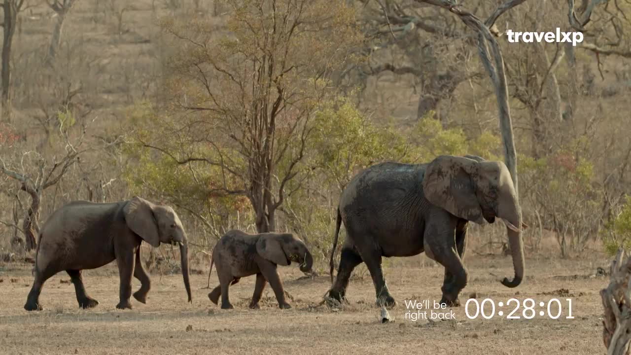 A family of elephants, a large matriarch and two younger ones, ambles across the dry savanna. They move with a steady, unhurried pace, their dusty hides blending with the parched earth. A family of elephants, a large matriarch and two younger ones, ambles across the dry savanna. They move with a steady, unhurried pace, their dusty hides blending with the parched earth.