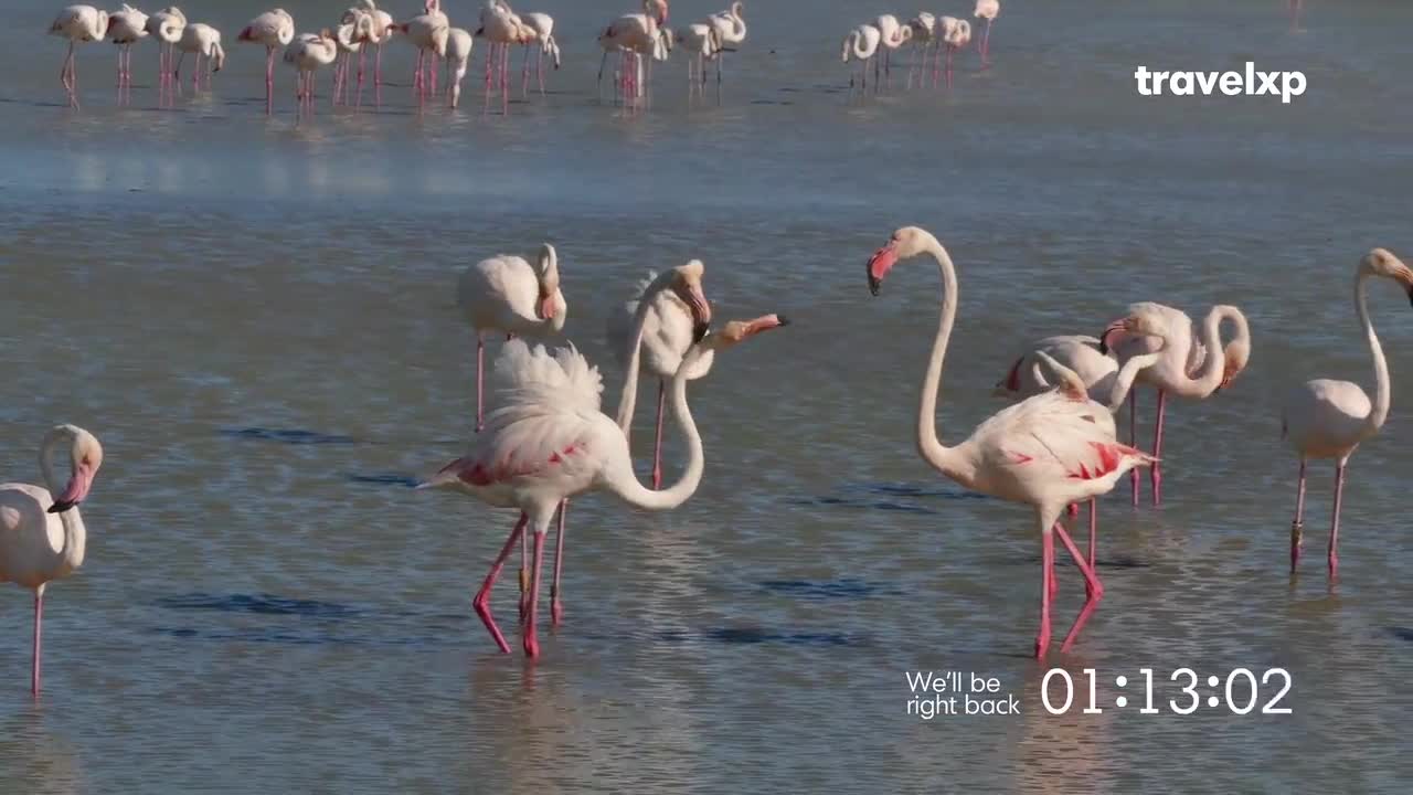 A flock of flamingos stands in shallow water, their pink legs and bodies stark against the muted tones of the landscape. One flamingo bends its long neck to preen its feathers, while another stretches its wings, a vibrant splash of color in this tranquil Indian scene.