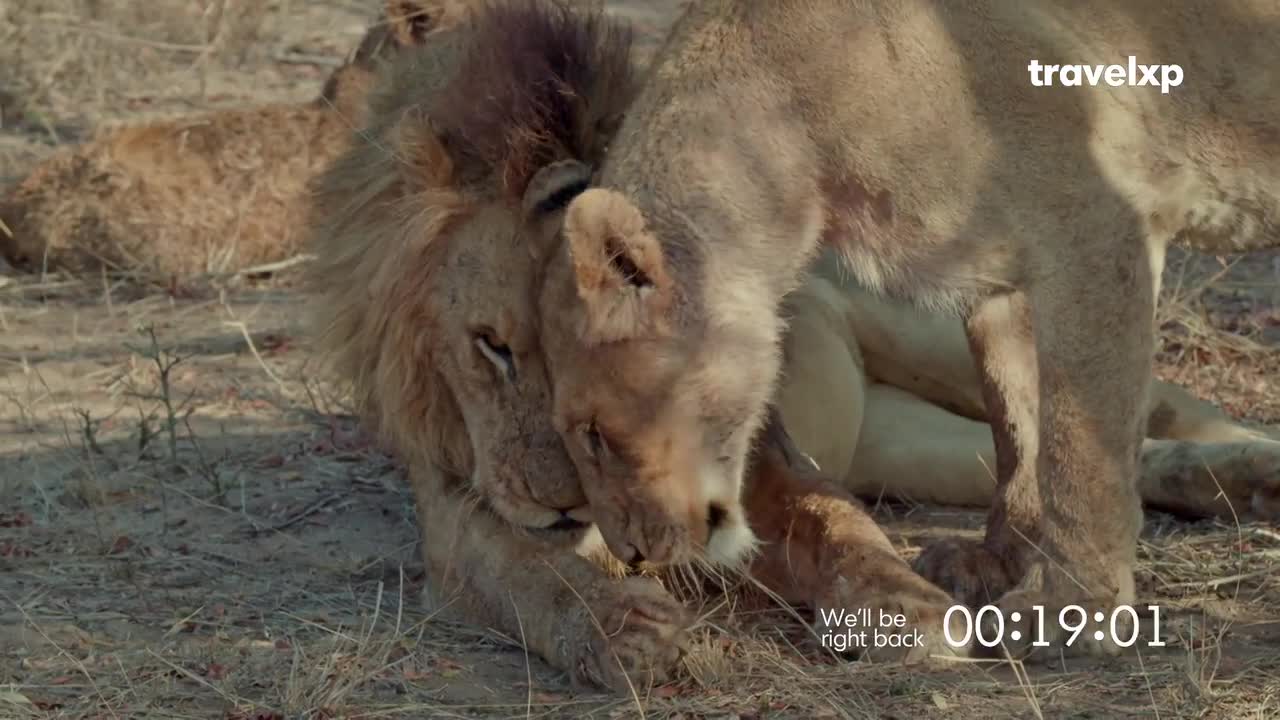 A lion nuzzles its mate, their heads touching in a tender moment. Another lion rests in the background, a quiet scene unfolding on the dry earth.