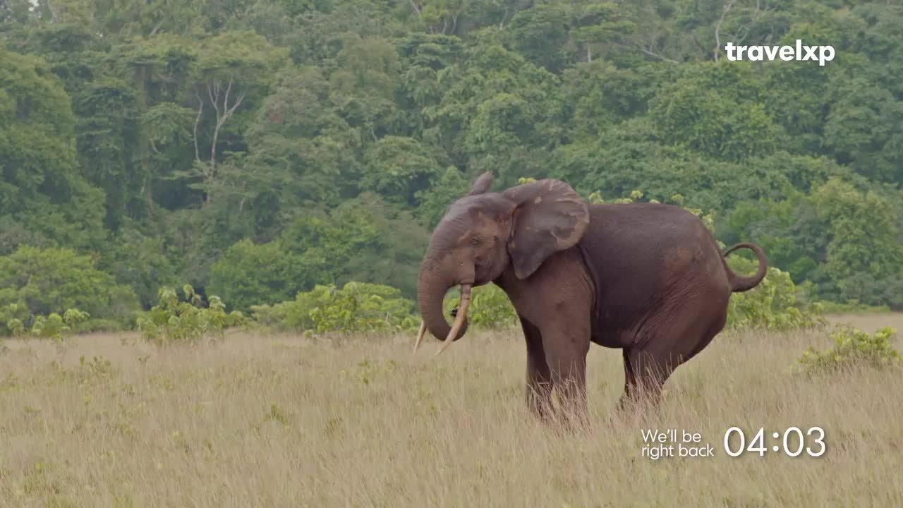 An elephant stands in a dry, grassy field, its trunk curled slightly. Behind it, a dense, green forest stretches to the horizon.