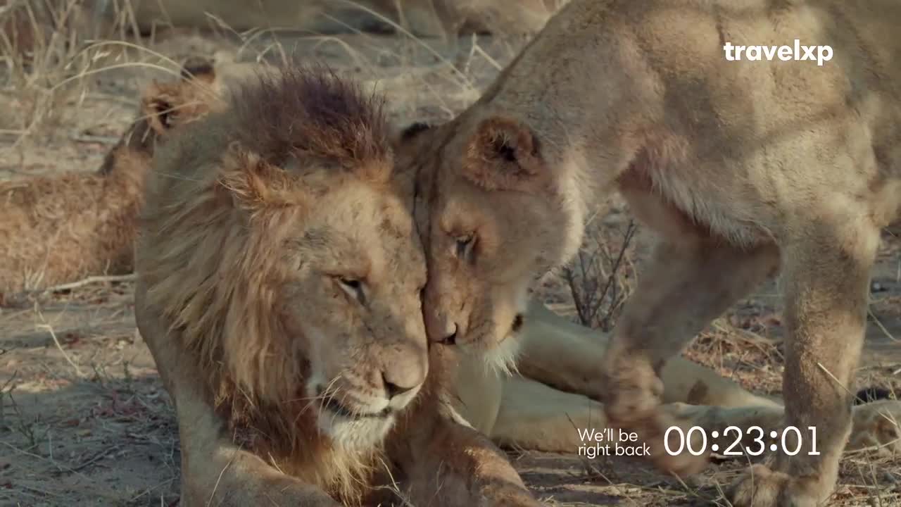A lioness nuzzles her mate, their faces touching gently. Another lion rests behind them in the dry grass.