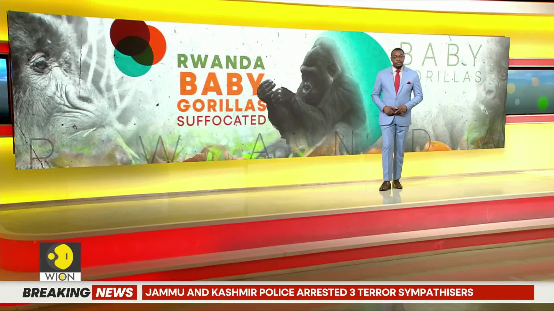 A man in a light blue suit stands on a brightly lit set, a backdrop showing images of gorillas and the headline "Rwanda Baby Gorillas Suffocated." Below, the WION logo and breaking news banner are visible.
