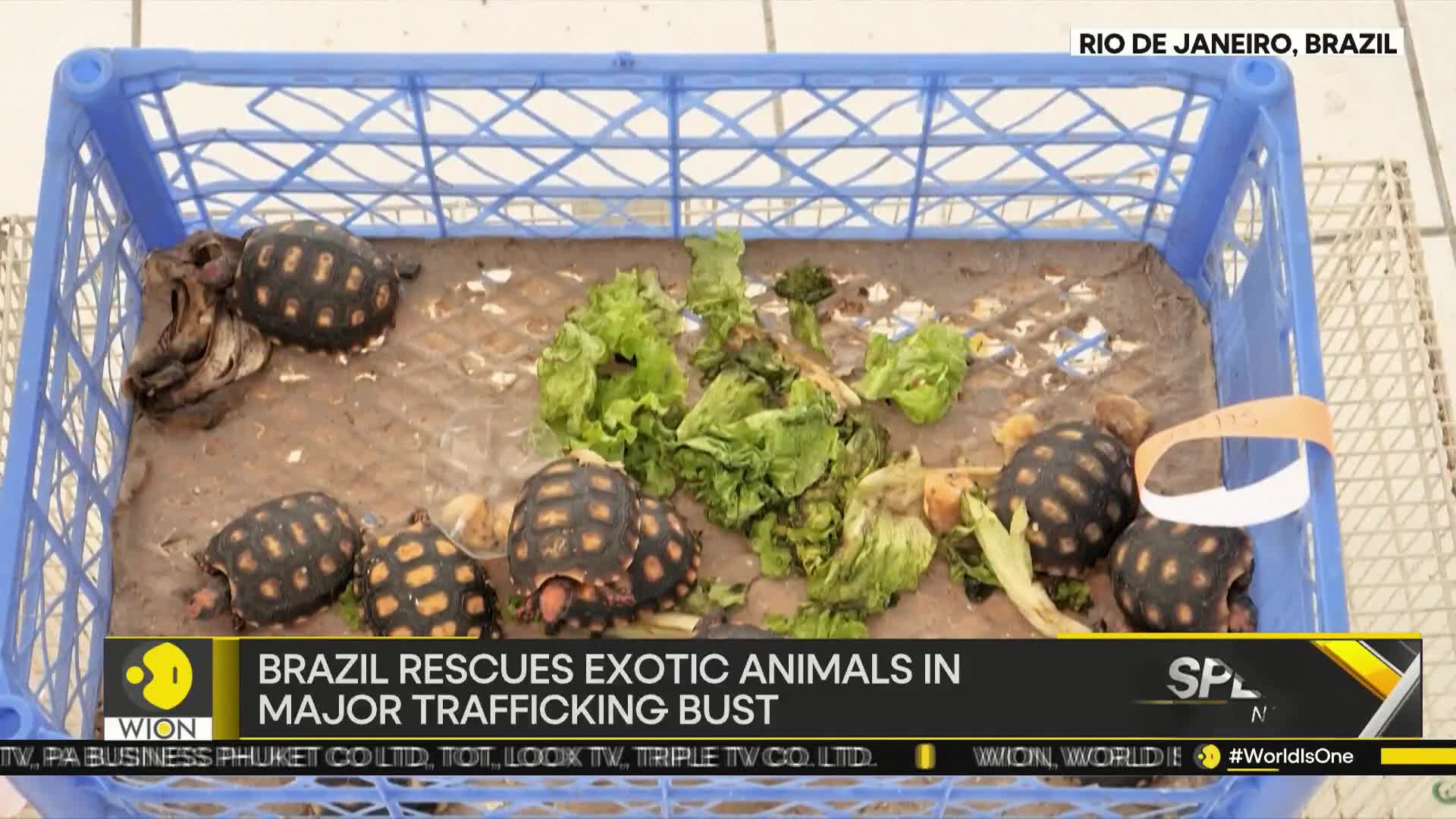 A blue plastic crate holds several tortoises, their dark shells contrasting with the scattered lettuce. The WION news graphic identifies the scene as part of a rescue operation in Rio de Janeiro.
