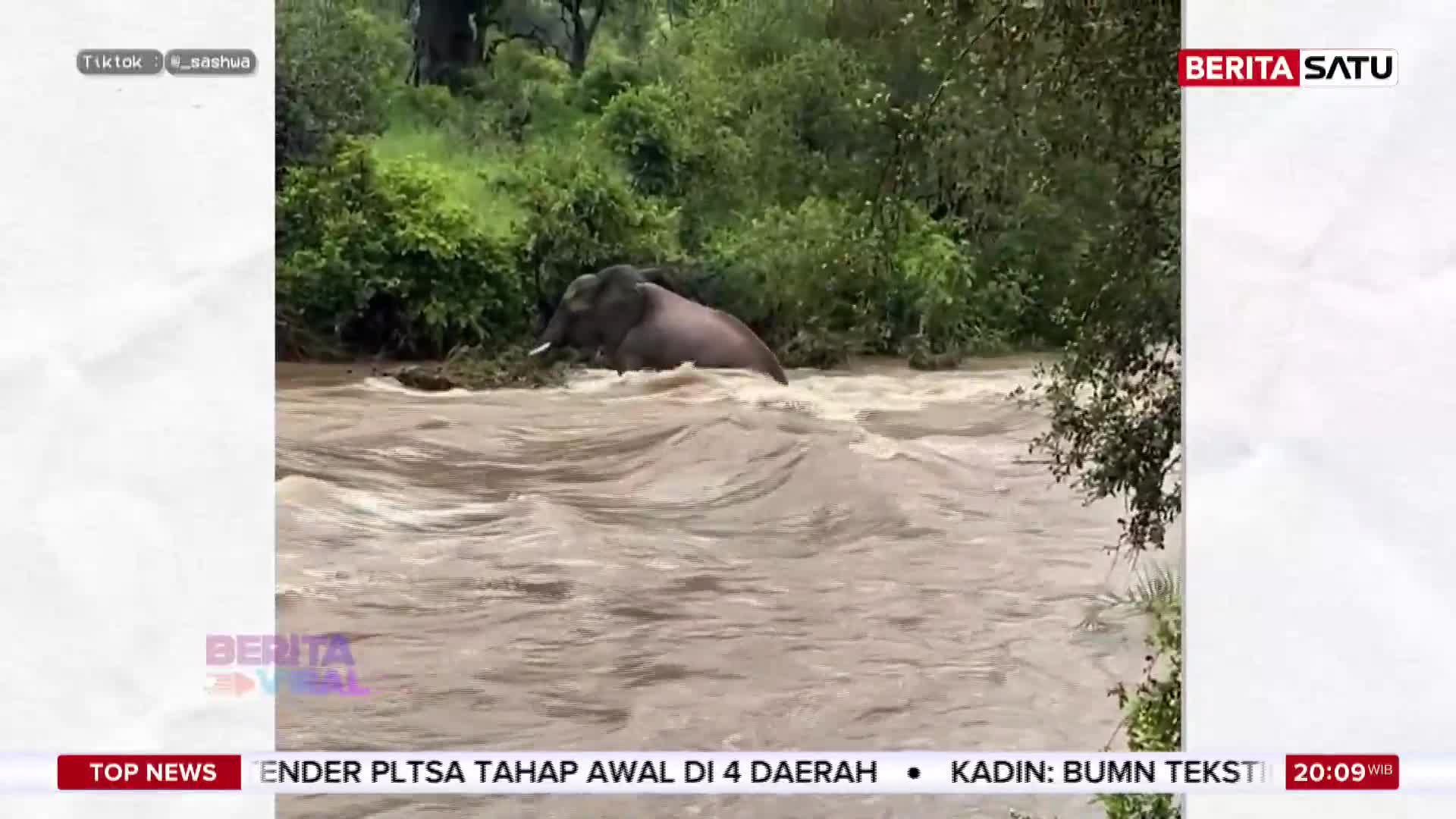 An elephant slowly makes its way through a fast-moving, muddy river. The dense green foliage of the jungle lines the banks as the animal navigates the choppy water. An elephant slowly makes its way through a fast-moving, muddy river. The dense green foliage of the jungle lines the banks as the animal navigates the choppy water.