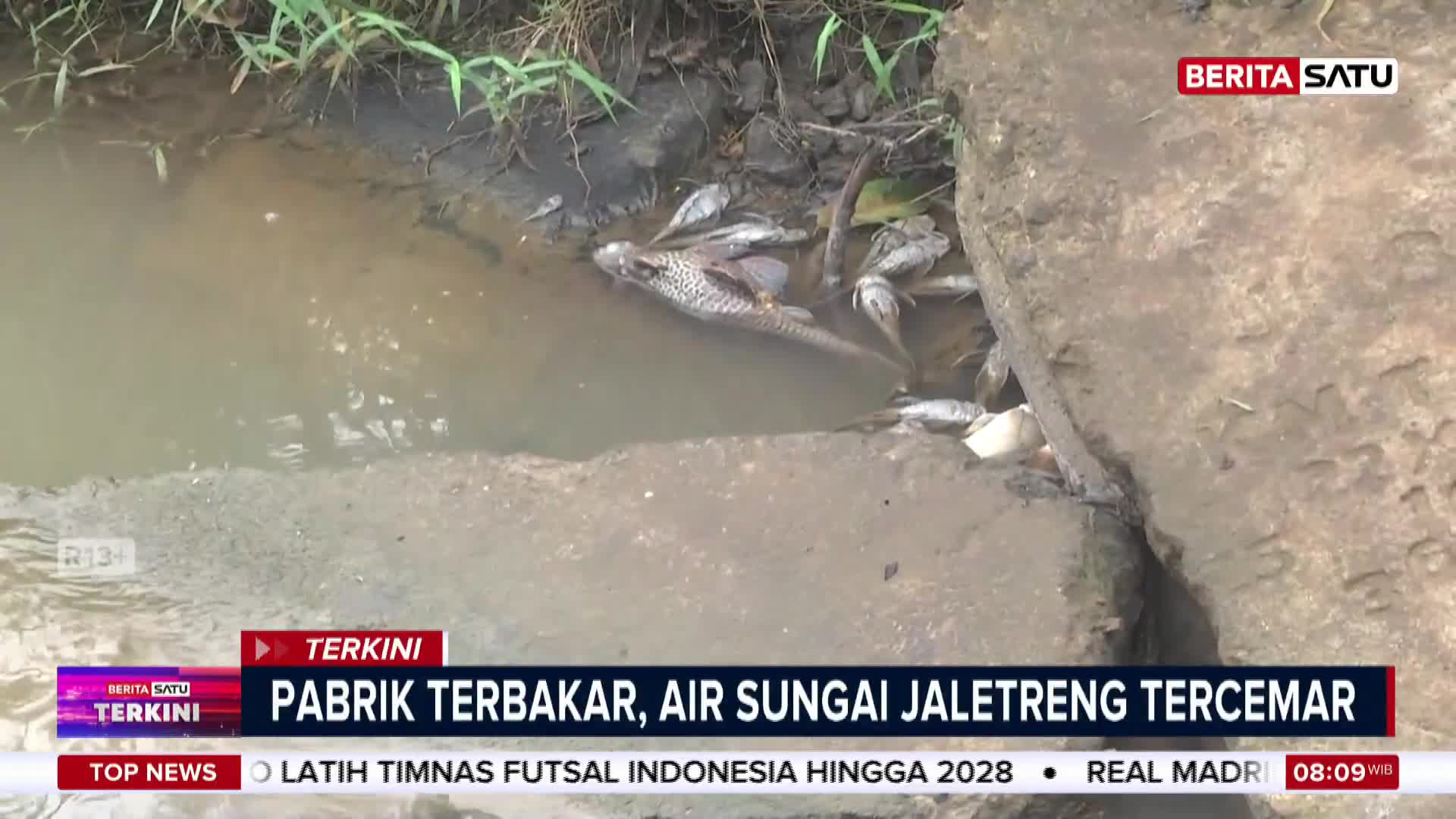 Dead fish float in the murky water of the Jaletreng River, a consequence of a factory fire. The news from Berita Satu English reports the river is polluted.