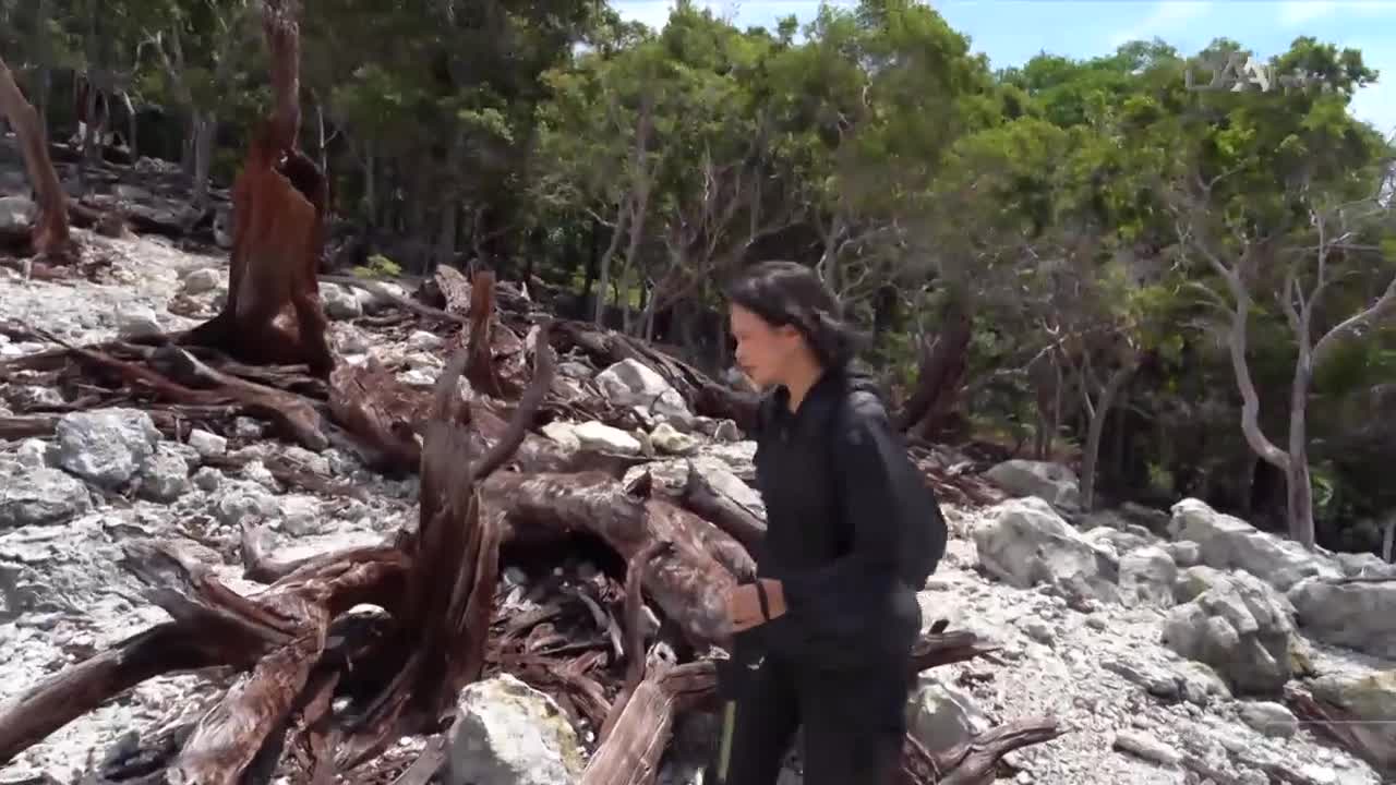 A person in black walks through a rocky landscape dotted with weathered tree roots. The scene is framed by trees, suggesting a location in Indonesia, possibly for a DAAI TV program.
