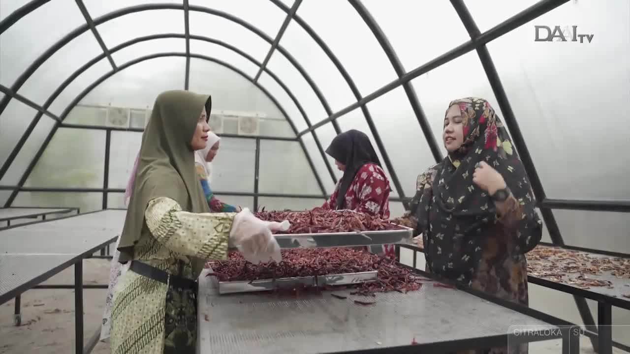 A woman in a green hijab and patterned tunic, wearing gloves, sorts through a large tray of dried red chilies. Behind her, other women in colorful hijabs and batik garments are also working with chilies spread on tables under a greenhouse-like structure. A woman in a green hijab and patterned tunic, wearing gloves, sorts through a large tray of dried red chilies. Behind her, other women in colorful hijabs and batik garments are also working with chilies spread on tables under a greenhouse-like structure.