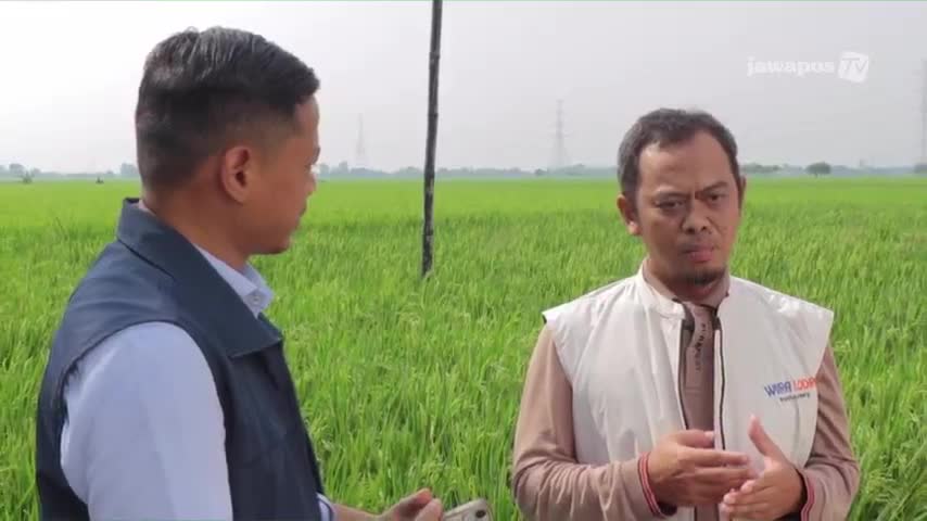 A Jawa Pos TV reporter in Indonesia is interviewing a man in a field of rice. The man gestures with his hands, speaking as the reporter listens, the green rice stalks behind them.
