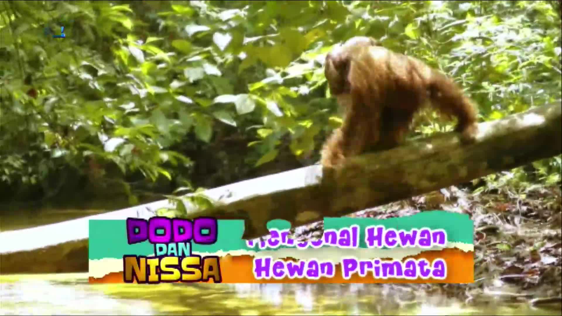 An orangutan, its reddish fur catching the light, walks slowly along a thick, horizontal branch. Below, the MQTV show "Dodo dan Nissa" introduces the animal as a primate.
