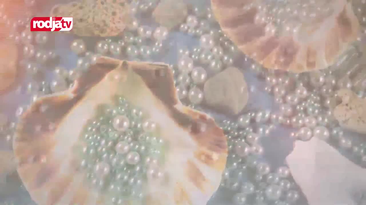Scallop shells, filled with tiny pearls, rest on a light blue surface. The Rodja TV logo is visible in the upper left corner.
