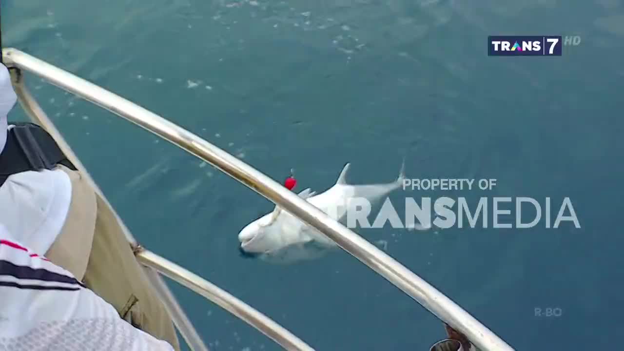 A pale fish, tagged with a red marker, floats near the surface of the water. The scene is being broadcast on Trans7, as indicated by the logo in the corner.
