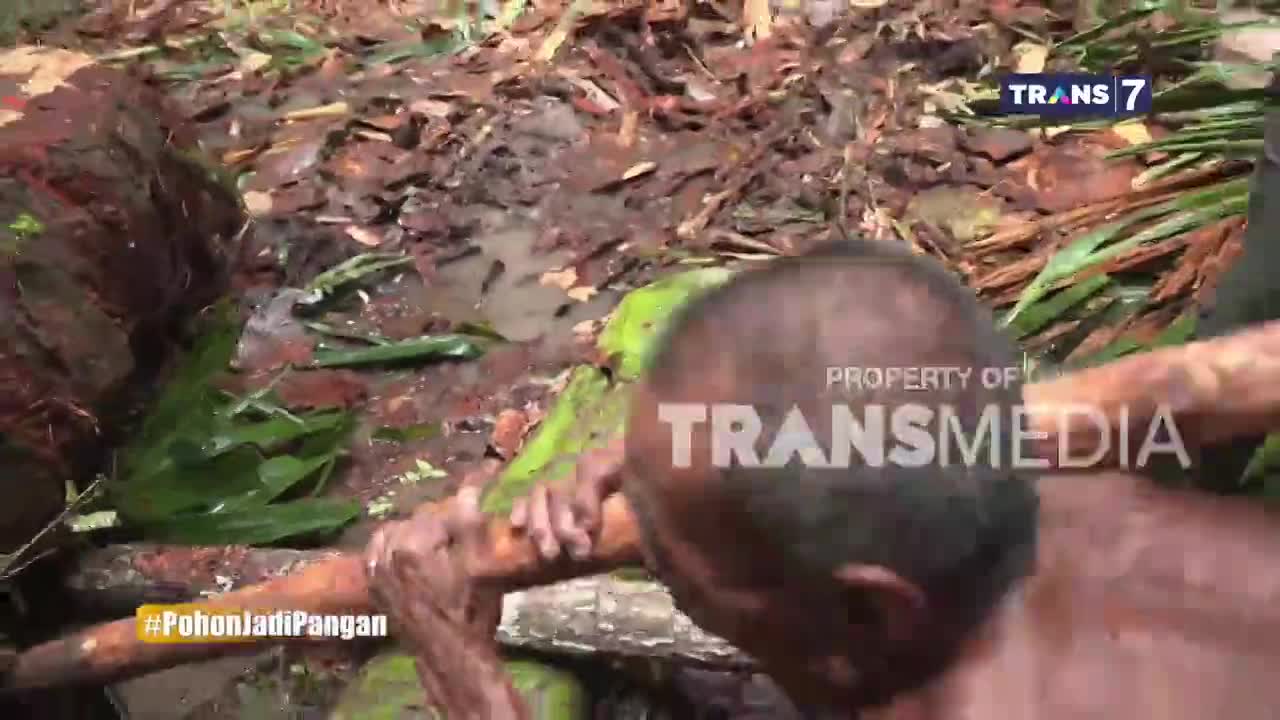 A man grips a thick log, straining as he works in the muddy ground. The Trans7 logo is visible, suggesting this is part of an Indonesian broadcast.
