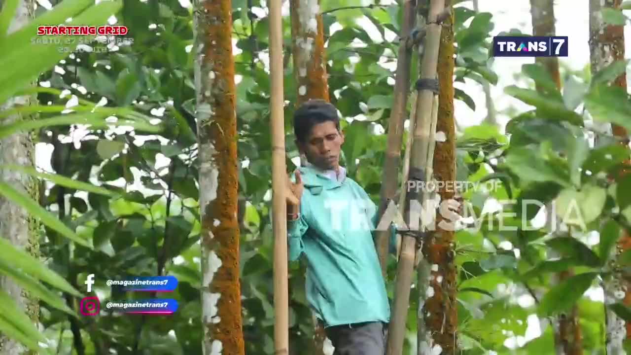 A man in a green jacket is wedged between several tall, thin trees. The Trans7 logo is visible in the background, indicating this is likely a broadcast from Indonesia.
