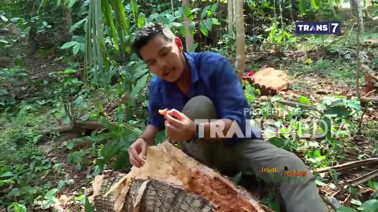 A man in a blue shirt kneels by a large, split log, holding a piece of its inner bark. He's in a dense, green forest, likely somewhere in Indonesia, as indicated by the Trans7 logo.