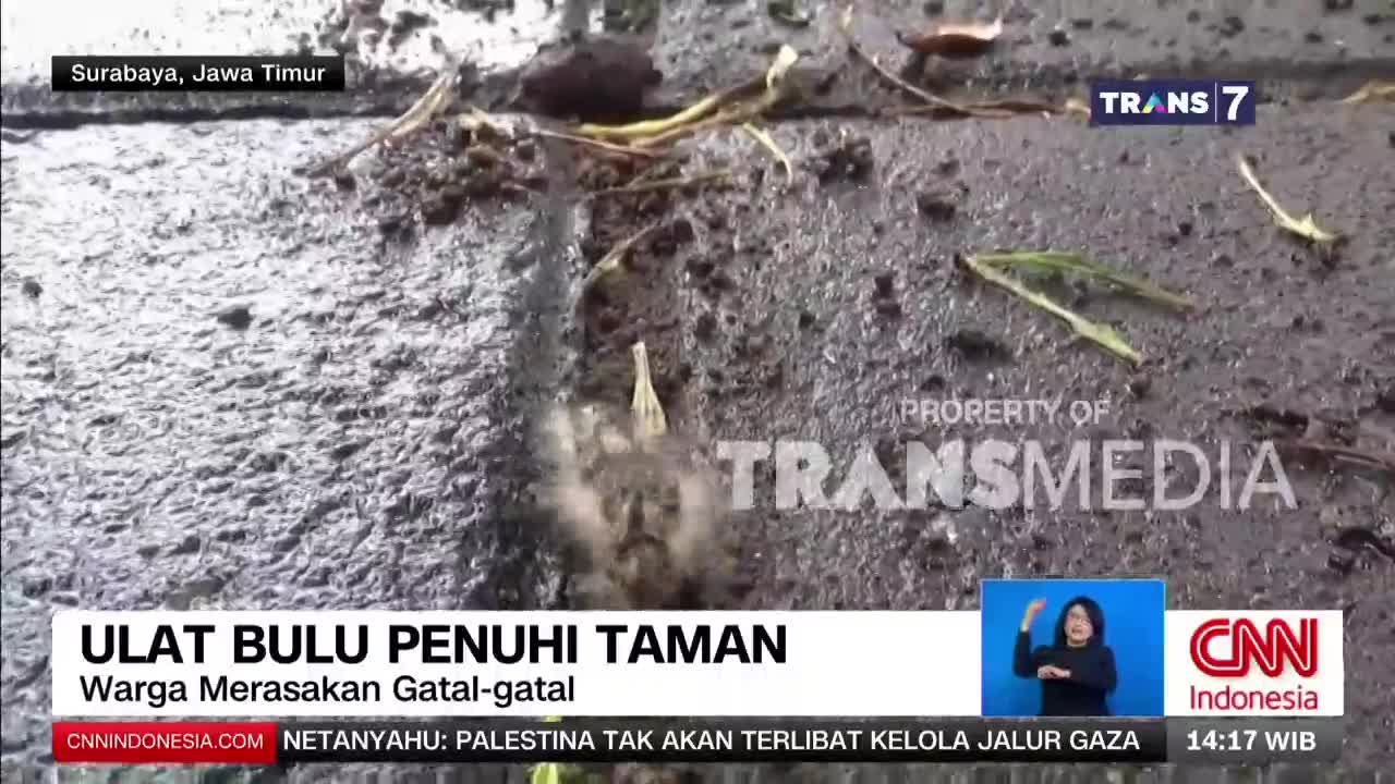 A fuzzy caterpillar inches across the wet, dark ground, its tiny legs moving forward. The Trans7 logo appears on screen, indicating this footage is from Indonesia.