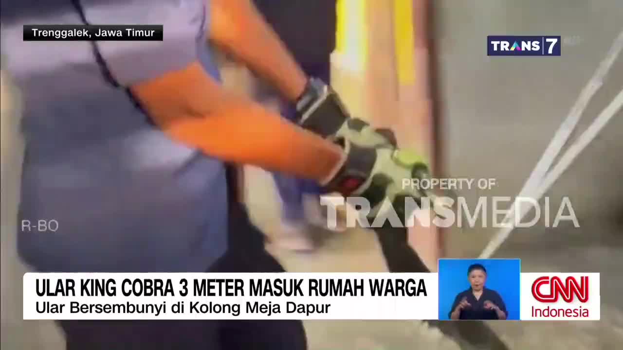 A man in protective gloves grips a long, white pole, ready to wrangle a king cobra. The Trans7 broadcast from Trenggalek, East Java, shows the commotion as a three-meter snake entered a resident's kitchen.