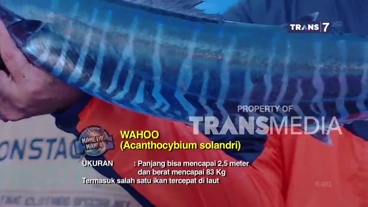 A long, sleek fish with vibrant blue stripes is held up, its scales catching the light. Text overlays indicate this is a Wahoo, a fast ocean dweller, as seen on Trans7 in Indonesia.