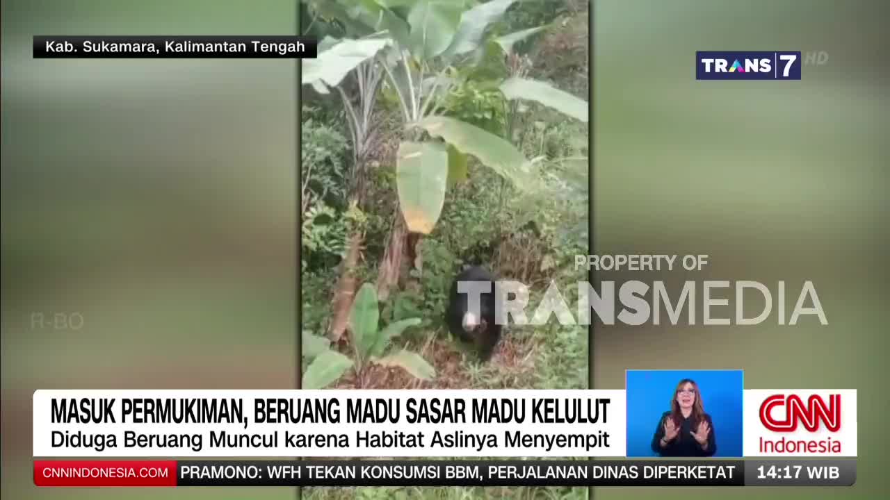 A sun bear ambles through dense vegetation, its dark fur blending with the shadows. The Trans7 logo appears on screen, indicating this footage is part of a news report from Indonesia.