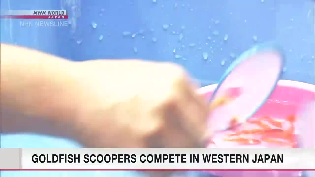 A hand dips a circular net into a pink basin filled with water and small, orange goldfish. The scene is part of an NHK World-Japan news report, "Goldfish Scoopers Compete in Western Japan."
