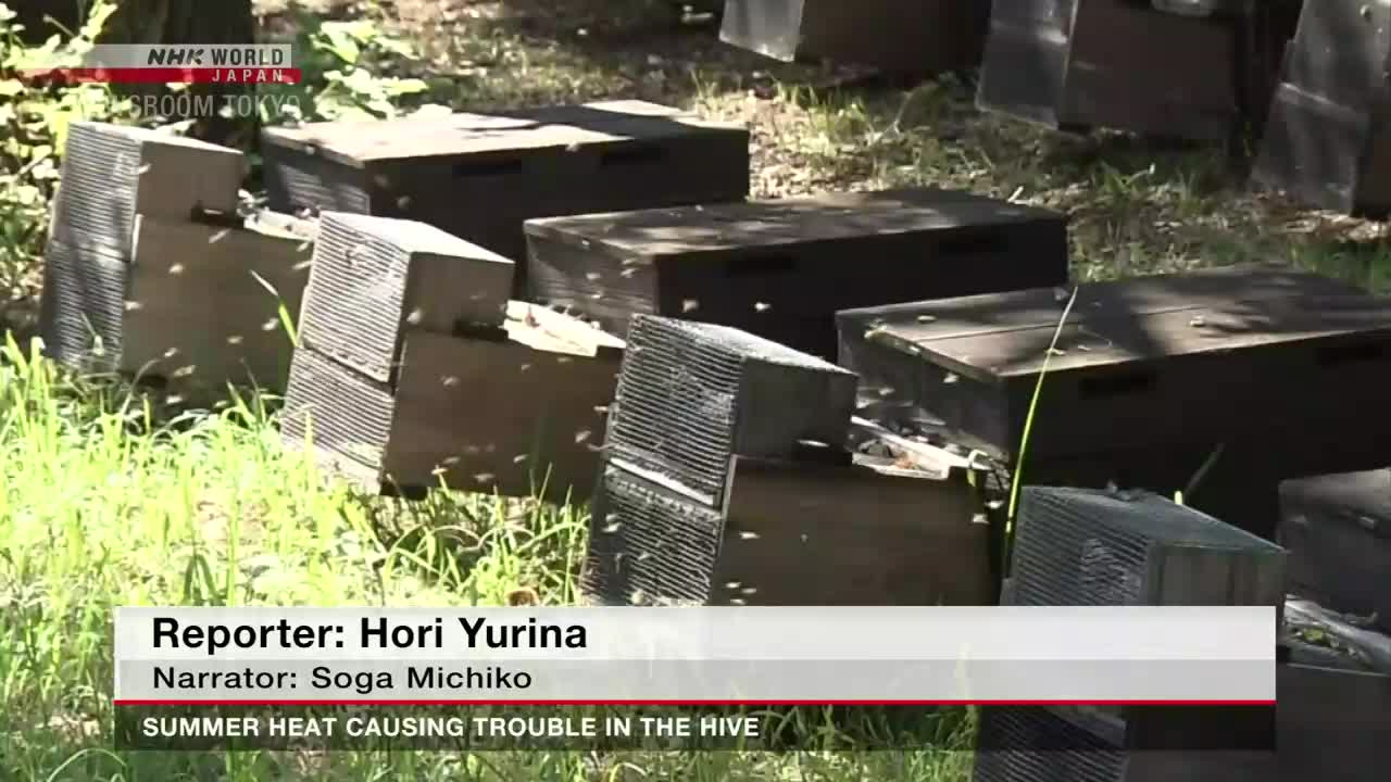 Bees swarm around several dark wooden beehives resting on the grass. The NHK World-Japan report from Tokyo highlights the summer heat's impact on the hives.
