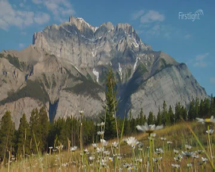 The sun is just beginning to paint the rugged peaks of the Southern Alps with a soft, golden light. Below, a field of white daisies sways gently in the morning breeze.