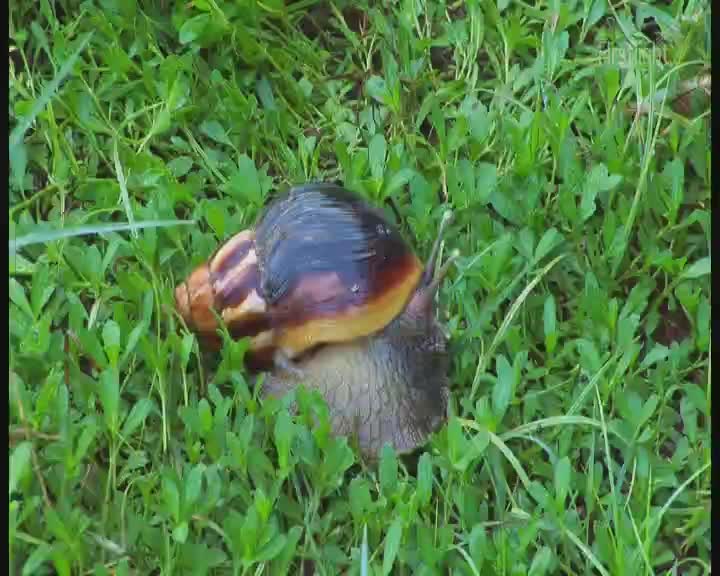 A large snail inches through the dew-kissed grass, its shell a swirl of brown and cream. The early morning light catches the moisture on its skin as it navigates the green carpet.