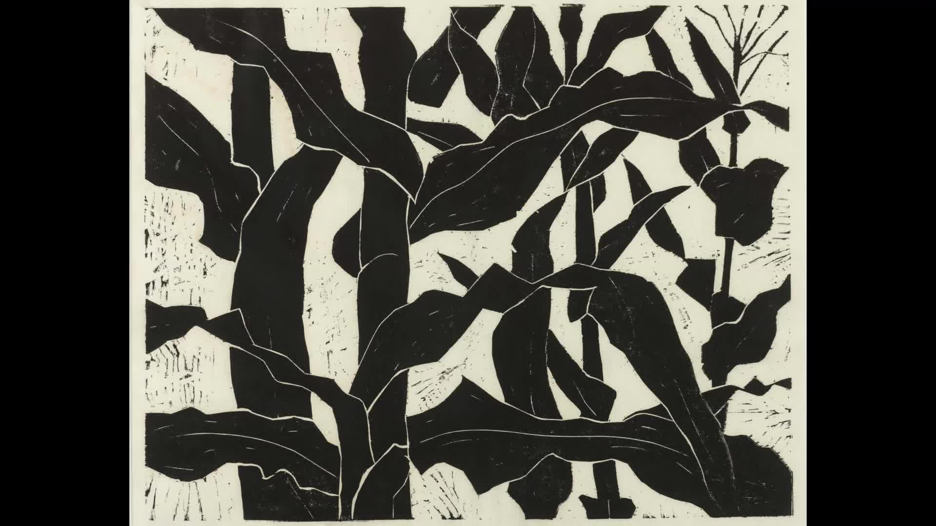 Tall stalks of corn, their broad leaves overlapping, fill the frame. The stark black and white contrast suggests a strong midday sun. Tall stalks of corn, their broad leaves overlapping, fill the frame. The stark black and white contrast suggests a strong midday sun.