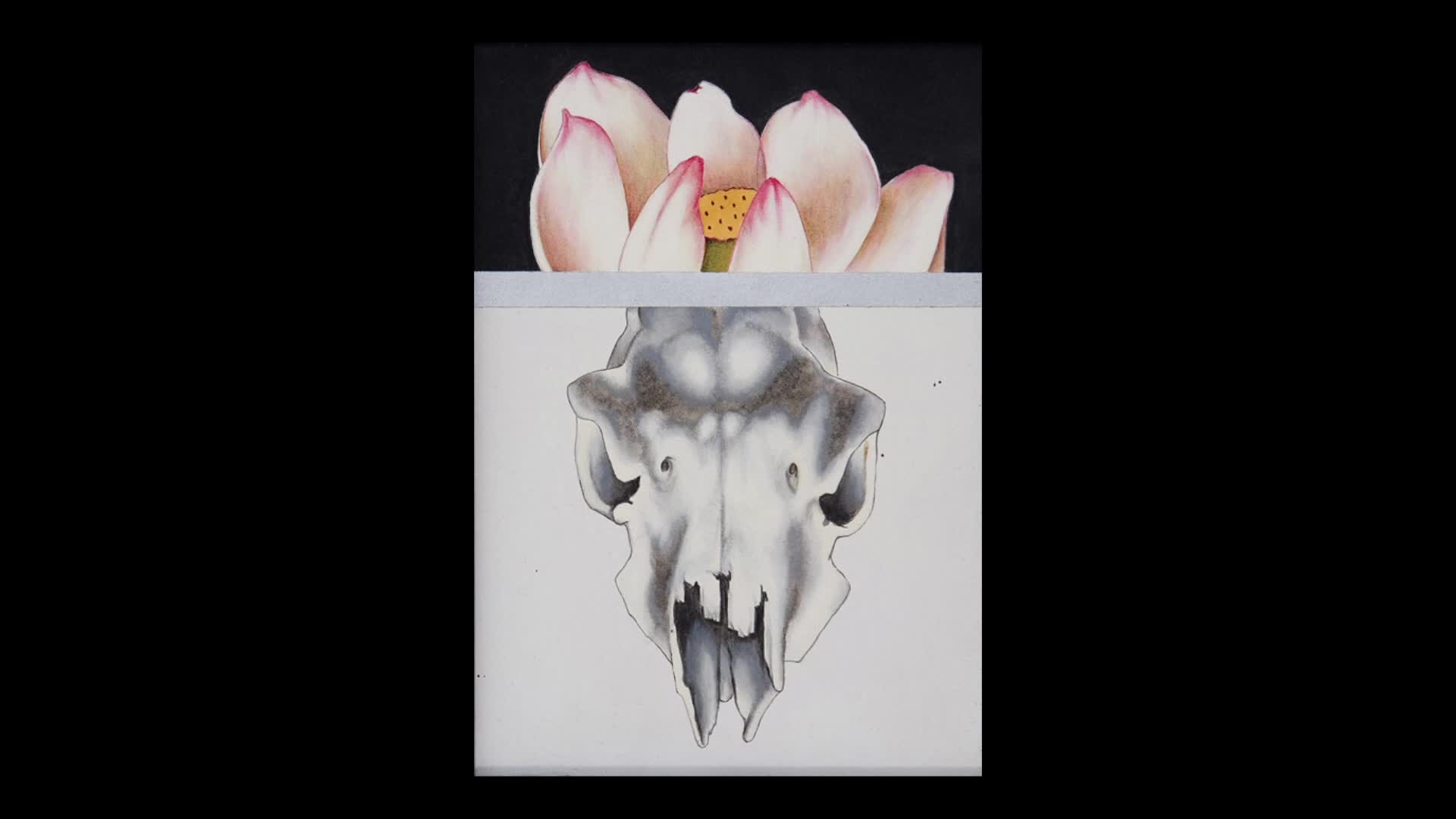 A pale pink lotus unfurls against a dark background, its petals tinged with a soft blush. Below, a stark, grey animal skull rests on a white surface, its teeth broken and jagged.