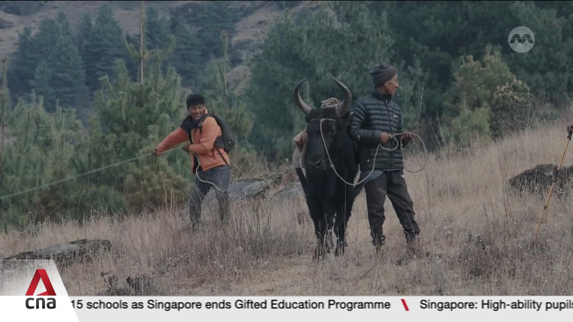 Two men guide a shaggy yak across a dry, grassy hillside. One man, wearing an orange jacket, pulls a rope taut, while the other, in a puffer jacket, holds a lead. Two men guide a shaggy yak across a dry, grassy hillside. One man, wearing an orange jacket, pulls a rope taut, while the other, in a puffer jacket, holds a lead.