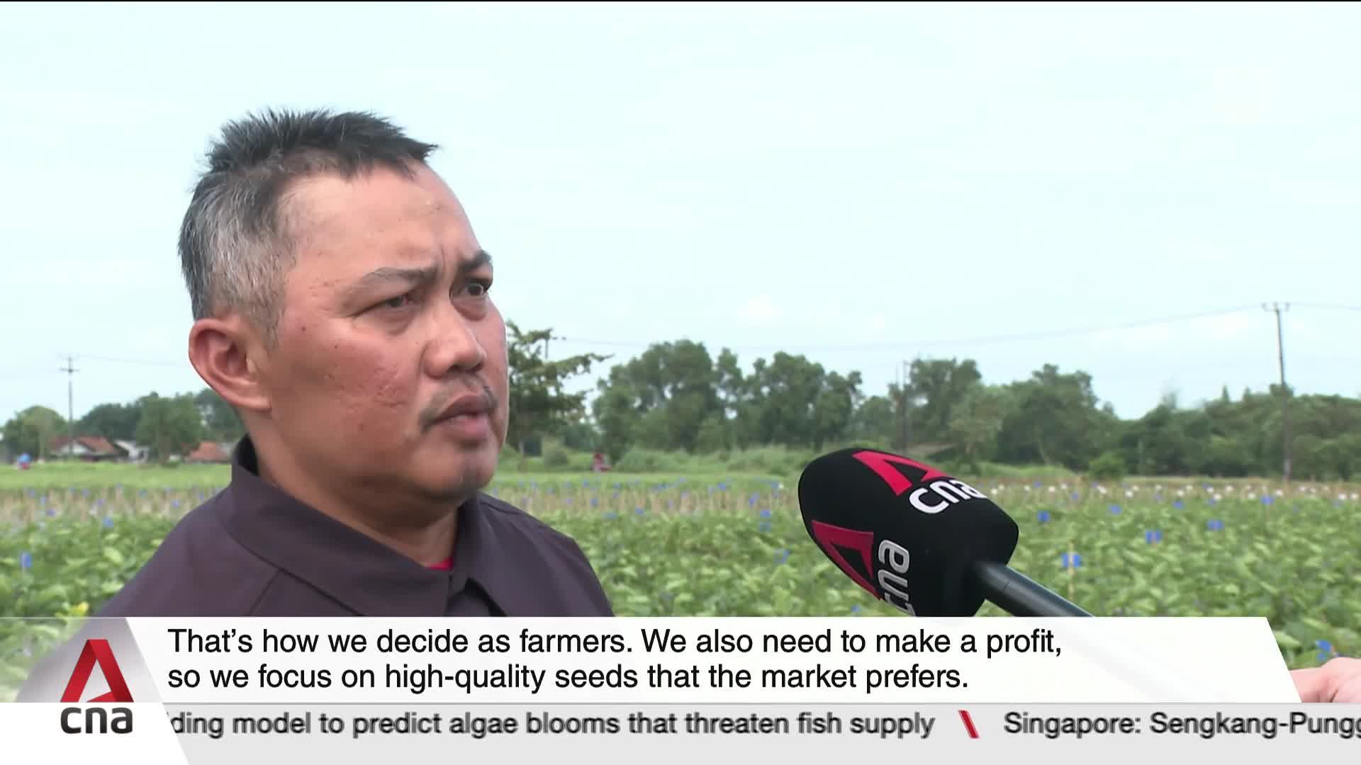 A farmer speaks into a microphone, his gaze fixed on the rows of crops stretching out behind him. The overcast sky hangs low over the fields, a typical Singaporean day.